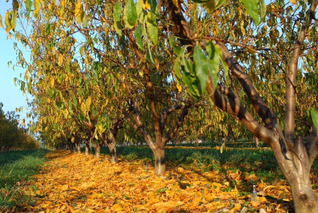 GITE Le CERISIER VIA RHONA DOLCE VIA La Voulte-sur-Rhone Exterior foto